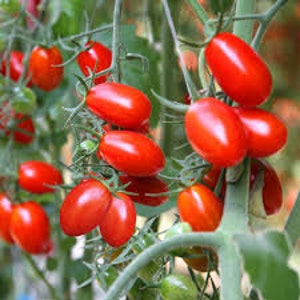 May include: A close-up of a tomato plant with many small, red, cherry tomatoes growing on the vine.