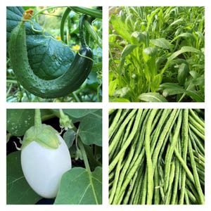 Colección de verduras asiáticas / semillas