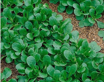 Op de afbeelding: Een close-up van een stukje verse, groene sla die in een tuinbed groeit. De bladeren zijn weelderig en levendig, met een licht gekrulde textuur.