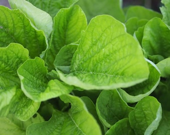 Green Leaf Amaranth (Lu Hsien) Seeds