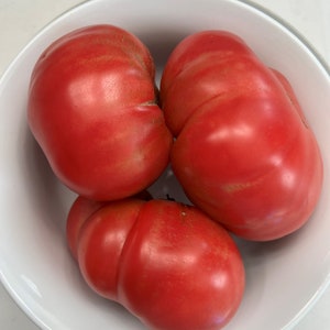 Dester Tomato Seeds | Heirloom | Organic