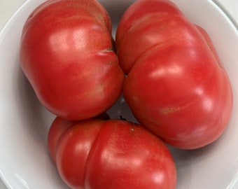 Dester Tomatensamen | Erbstück | Bio