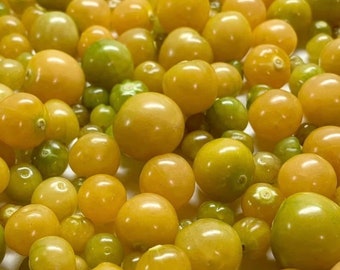 Aunt Molly's Ground Cherry | Heirloom | Organic