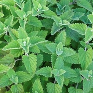 May include: A close-up of a patch of green catnip plants with leaves and stems.