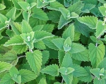 Semillas de hierba gatera / Variedad tradicional / Hierba