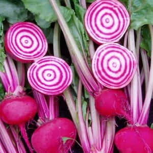 Chioggia Beet Seeds | Heirloom | Organic
