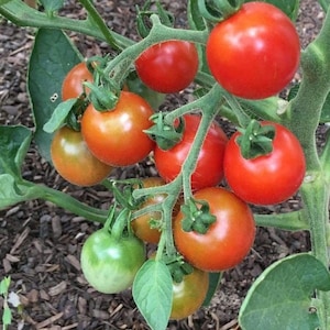 Stupice Tomato Seeds | Heirloom | Organic