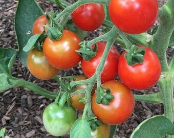 Stupice Tomato Seeds | Heirloom | Organic