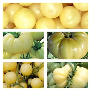White Tomato Collection | Organic Seeds