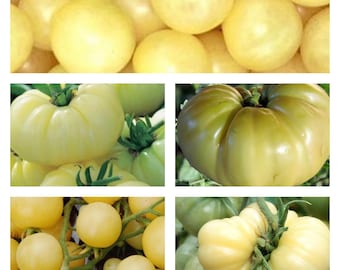 White Tomato Collection | Organic Seeds