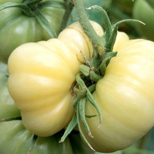 White Wonder Tomato Seeds | Heirloom | Organic