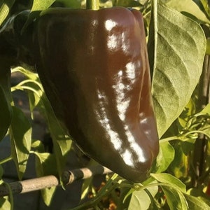 Mulato Isleno Pepper Seeds | Hot | Heirloom | Organic