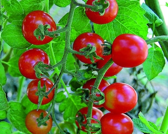 Mexico Midget Tomato Seeds | Heirloom | Organic