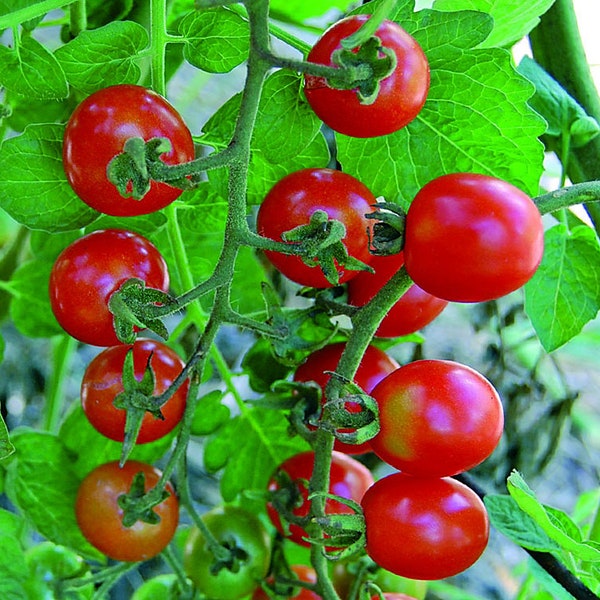 Mexico Midget Tomato Seeds | Heirloom | Organic