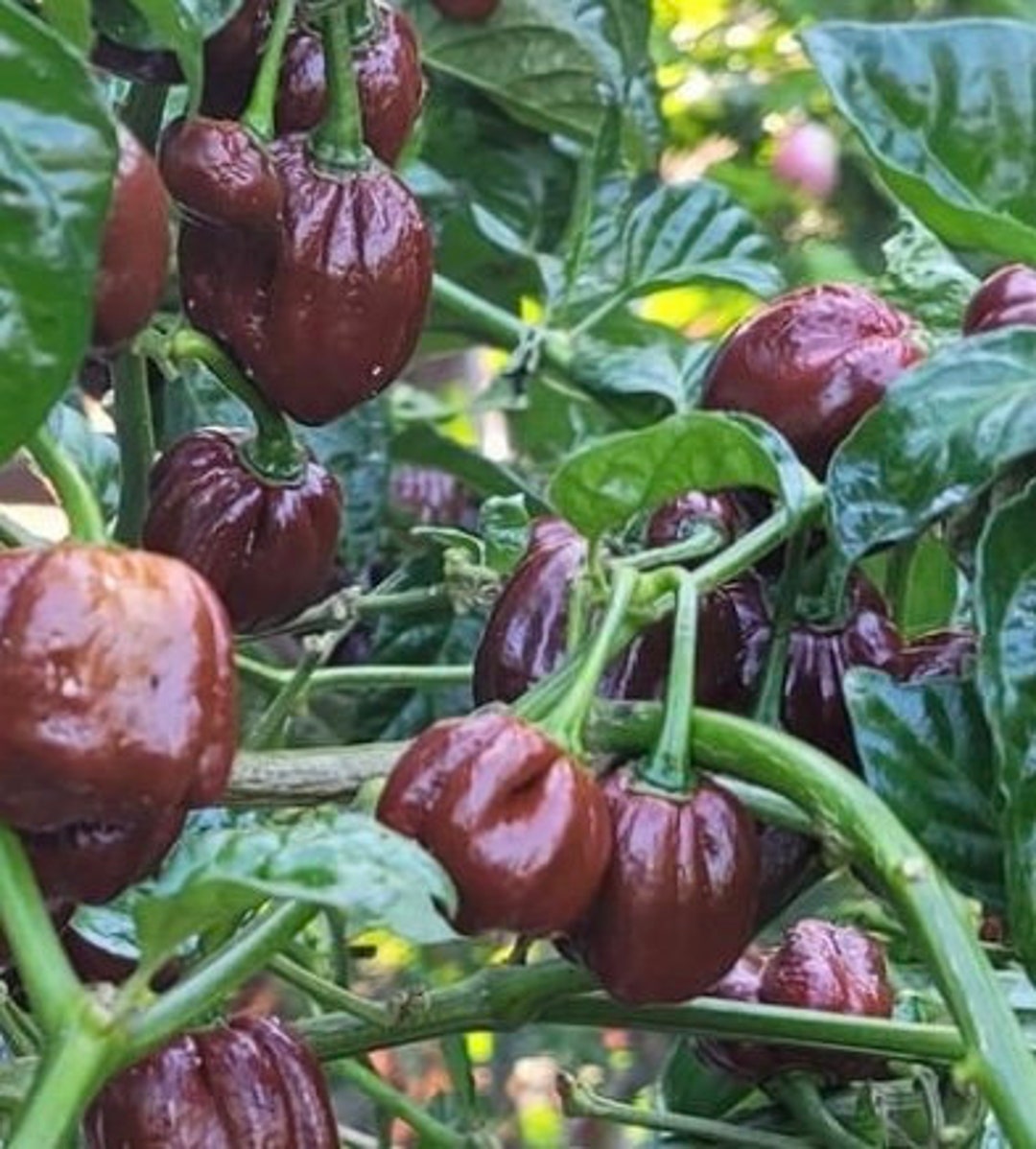 Chocolate Habanero Pepper Seeds Hot Organic Etsy