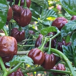 Chocolate Habanero Pepper Seeds | Hot | Organic