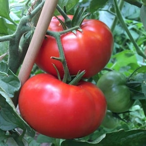 Delicious Tomato Seeds | Heirloom | Organic