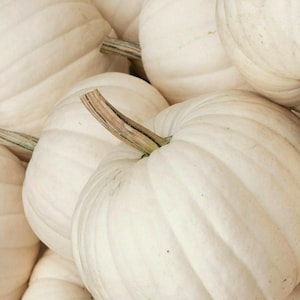 Semi di zucca Casper White