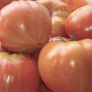 Mamie Brown&#39;s Tomato Seeds | Heirloom