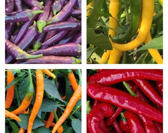 Cayenne Pepper Collection | Hot | Seeds