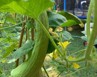 Armenian Cucumber Seeds | Heirloom | Organic