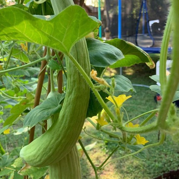 Armenian Cucumber Seeds | Heirloom | Organic