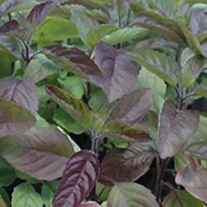 Red Leaf Holy Basil (Tulsi) Seeds