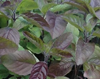 Sementes de manjericão-santo (tulsi) de folha vermelha