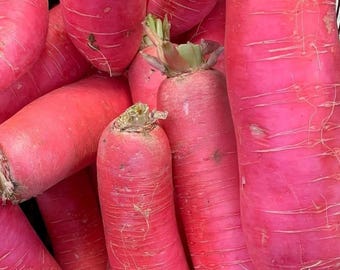 Red Daikon Radish Seeds | Heirloom