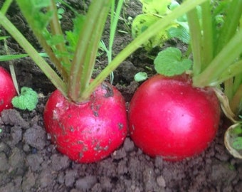 Champion Radish Seeds | Heirloom | Organic