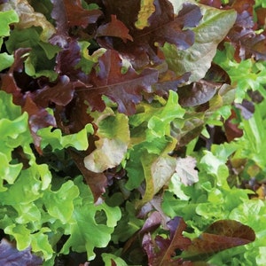 May include: A mix of red and green lettuce leaves. The leaves are fresh and vibrant, with a variety of shapes and sizes.
