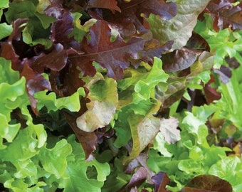 Gourmet Lettuce Mix | Organic Seeds