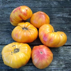 Mr. Stripey Tomato Seeds | Heirloom | Organic