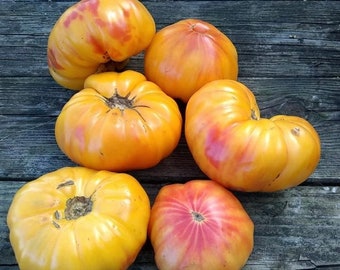 Mr. Stripey Tomato Seeds | Heirloom | Organic