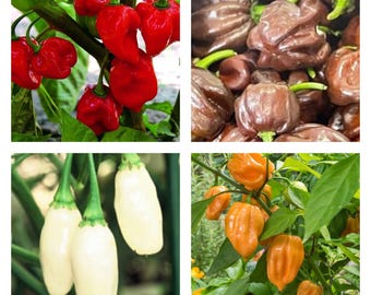 Colección de chile habanero / Picante / Semillas