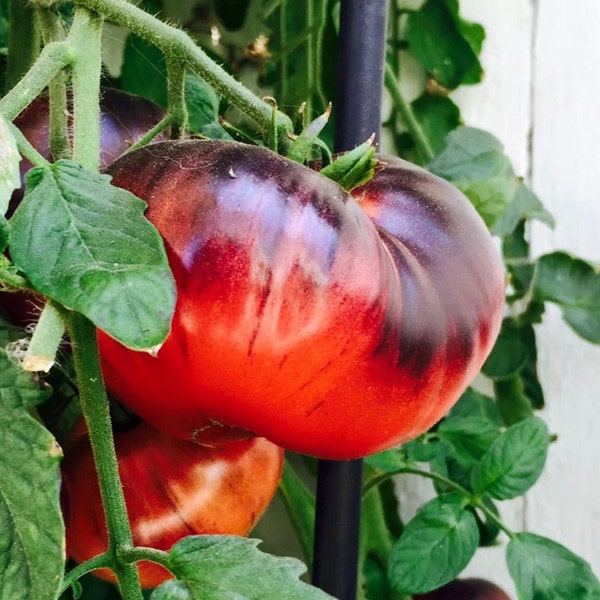 Indigo Apple Tomato Seeds | Organic