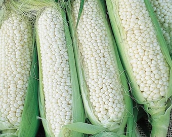 May include: Close-up of four white corn cobs with green husks. The corn kernels are plump and white.
