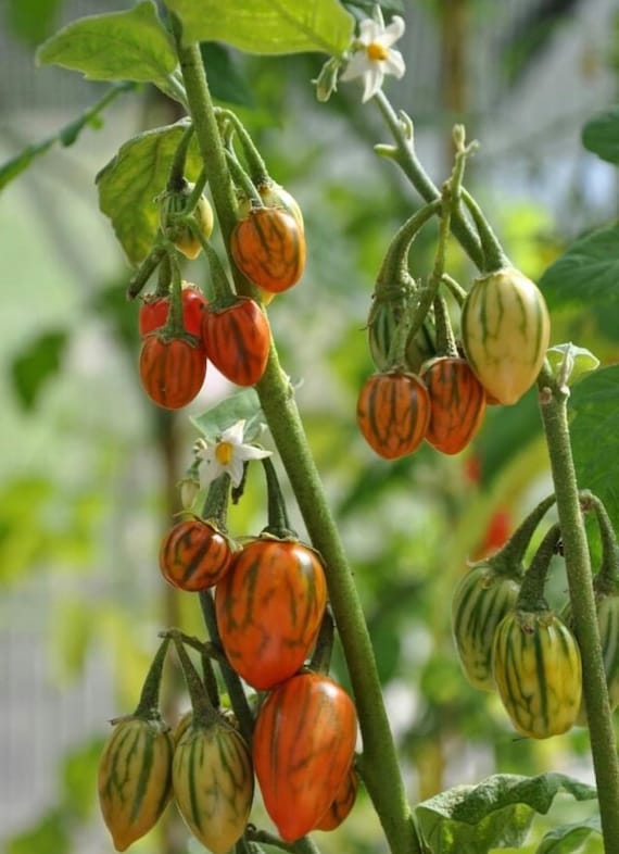 Striped Togo Eggplant Seeds | Heirloom | Organic - Etsy