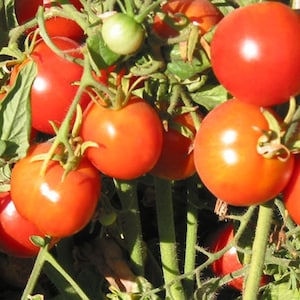 Glacier Tomato Seeds | Heirloom | Organic