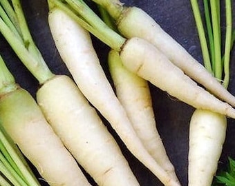 Lunar White Carrot Seeds | Heirloom | Organic