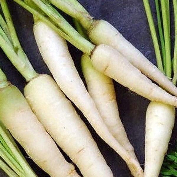Lunar White Carrot Seeds | Heirloom | Organic