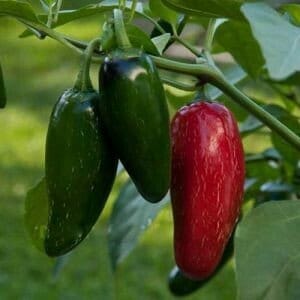 Jalapeno M Pepper Seeds | Hot | Organic