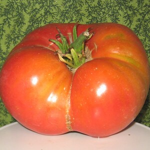 Weisnitcht's Ukrainian Tomato Seeds | Heirloom | Organic