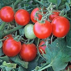 Baxter's Early Bush Cherry Tomato Seeds | Heirloom | Organic