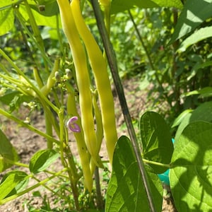 May include: Close-up of yellow string beans growing on a vine with green leaves. The beans are long and slender, and the leaves are large and lush. There are also a few purple flowers on the vine.