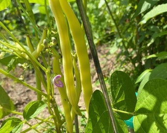 Nasiona fasoli Cherokee Wax Yellow Bean | Odmiany tradycyjne | Organiczne
