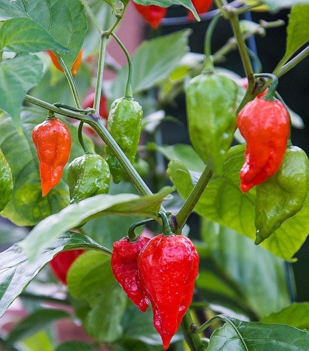 Ghost Pepper / Bhut Jolokia Pepper Seeds | Hot | Organic - Etsy