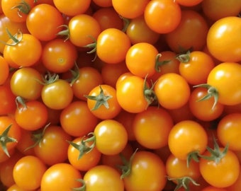 Sun Gold (F1 Hybrid) Tomato Seeds