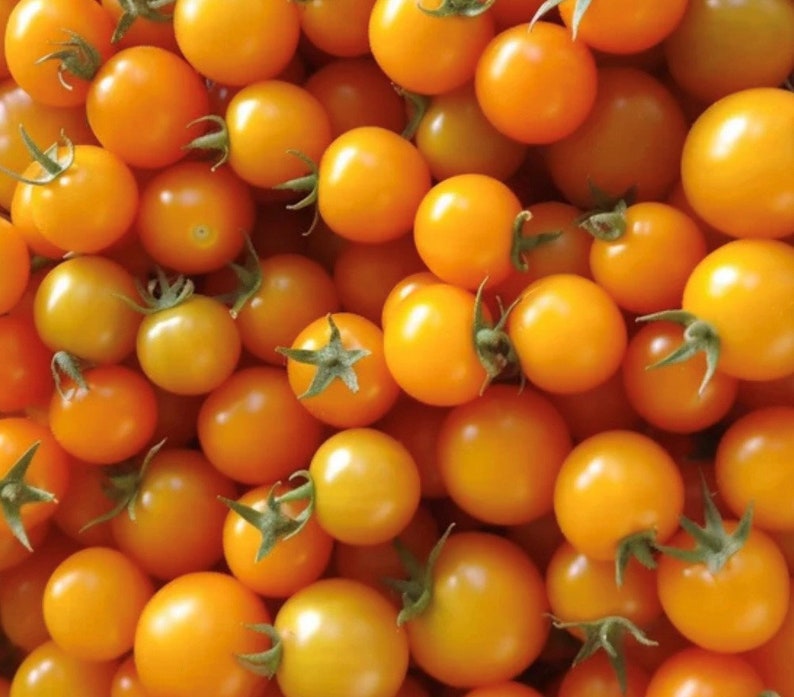 Sun Gold (F1 Hybrid) Tomato Seeds image 1