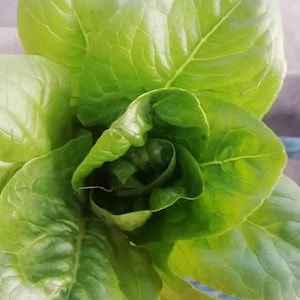 May include: A close-up of a green lettuce plant with tightly packed leaves.